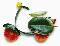 Immagine profilo di amarantus.it
